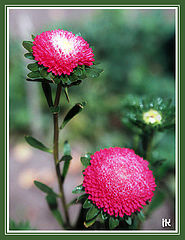 photo "Flower blues - the beginning"