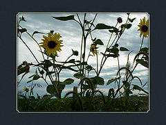 photo "Sunflowers"