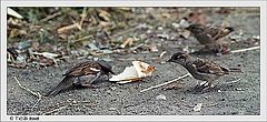 photo "Dinner time"