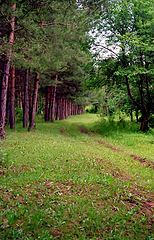 фото "Лесные зарисовки 2"
