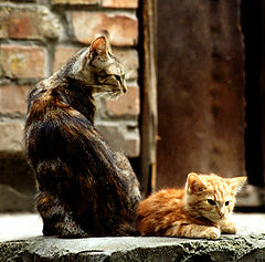 photo "Hunger"