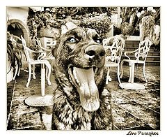photo "a dog`s point of view..."