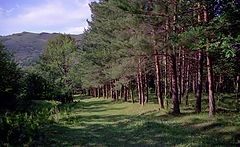 фото "Лесные зарисовки 3"