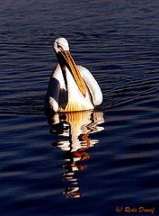 фото "Pelican"