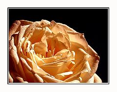 photo "golden rose"