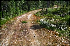 photo "Woodland Road"