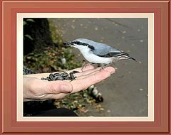 photo "Stocks for winter"