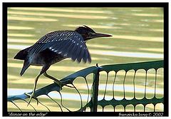 фото "dance on the edge"