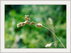 photo "Departing аugust"