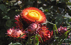 фото "Bracteantha#2"