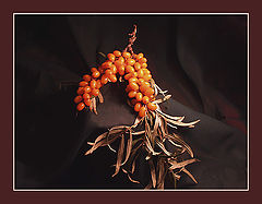 фото "still life-24"