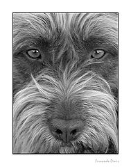 фото "Eyes in the eyes"