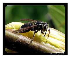 photo "Fig eating Bee"