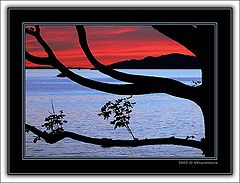 photo "Through the tree"