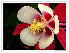 photo "Red Columbine"