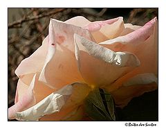 photo "The back rose"