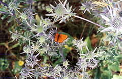 photo "The butterfly"