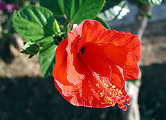 photo "Tenderness in red colours"
