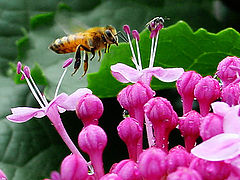 фото "Bee one"