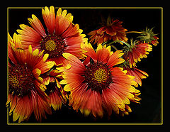 фото "still life-25"