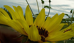 photo "Following the Sun"
