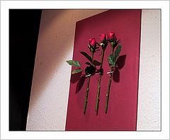 фото "Three Roses"