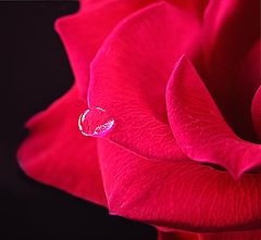 фото "Tear for love"