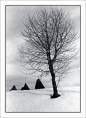 photo "winter landscape"
