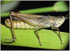photo "Large scale grasshopper"