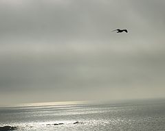 photo "Flight"