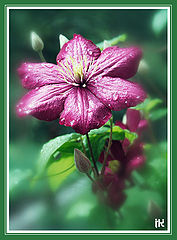 photo "Flower blues - visitor"