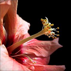 фото "Stamen`s view"