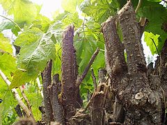photo "Blackberry"