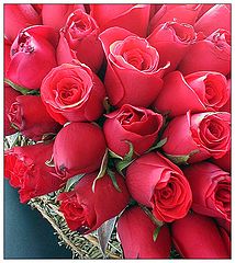 photo "little red roses 4"