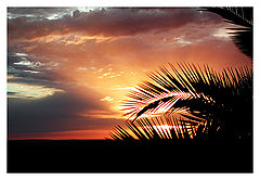 photo "palm-tree sunset"