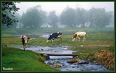 photo "Matutinal walk"