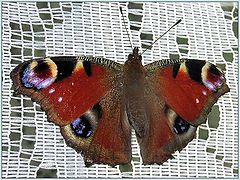 photo "The butterfly " the peacock eye ""