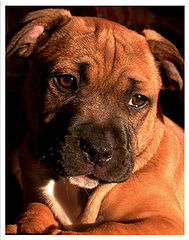 photo "Little Terror"