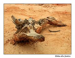 photo "A crocodile on the beach"