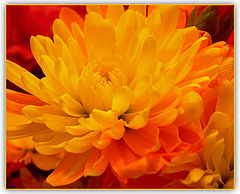 фото "Rich"