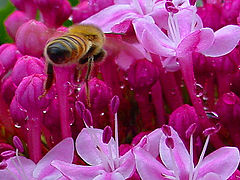 фото "Ever been mooned by a bee?"
