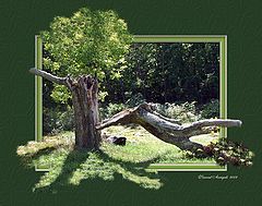 photo "Dead Tree"