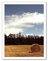 фото "Just waiting"