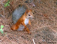 фото "Sciurus ERECTUS (Белка прямоходящая)"
