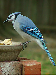 фото "Bluejay"