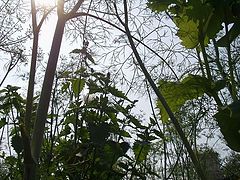 photo "Primeval Forest"