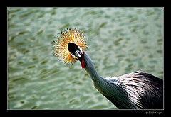 photo "What ???"