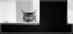 photo "Somebody`s home...eh?"