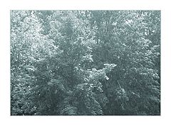 фото "Rain"