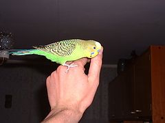 photo "Gosha"